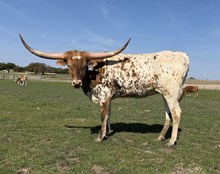 #47 TJ X AWESOME REBEL