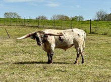 HRT Cowboy Sittin Tuff