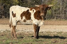 M7 Roses Cool Dancer 