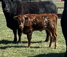 #15 #G8 JJ X REBELLIOUS TAG #15