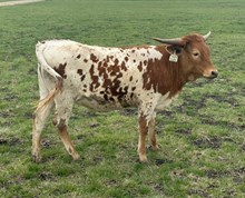 1 BUX 18, #2181 JJ X REBELLIOUS 