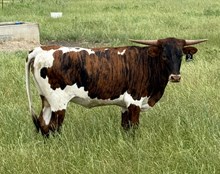 1 BUX 24  #0992 ROSE RANGER X SHEZA