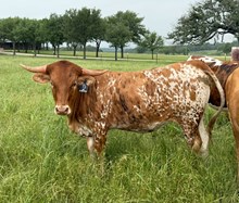 1 BUX 25 #1042 JJ X BRAZOS KACIE