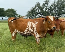 1 BUX 23 # 1955 JJ X BEAUTIFUL HEART 