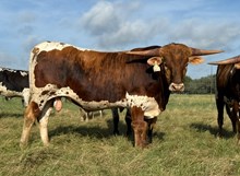 Bux alphie’s ACE