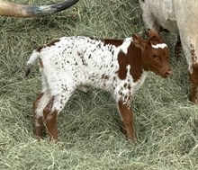 Banker x Nova Belle