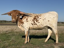 #93 BUX JJ X REBELLIOUS 