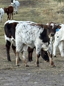 Hubbells 20 Gauge X Top Notch 25 Bull 