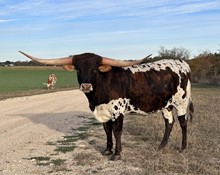 Brazos Kacie 71/21