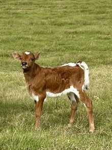 Silver Lady heifer '25