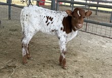 M7 Fast Star Reputation 