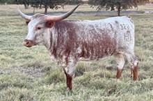 HELM Majestic Rose 323