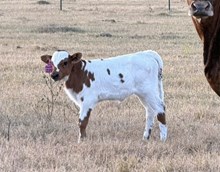 2155 Drag Iron X Sheza