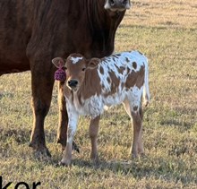 2302 Cracker Jack X 20G Special