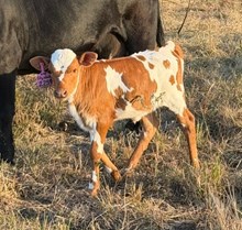 2259 20 Gauge X Socks