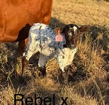 710 Rebel X Barn Dancer