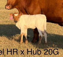 2320 Rebel X 20G Glory