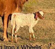 2441 Drag Iron X Wheels