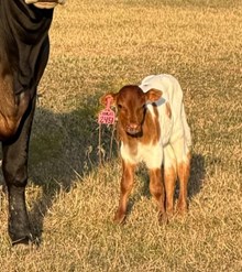 2451 Colluder X Kacie 