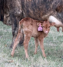 2404 Drag Iron  X Wheels