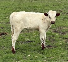 Banker x Dallas Sissie