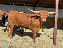 1 BUX 6 20G X RIO SUGAR
