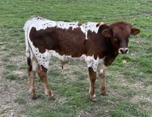 BANKER X BEAUTIFUL HEART