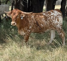 BUX ALPHIE’S TESSA