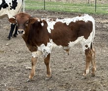 BANKER X BEAUTIFUL HEART