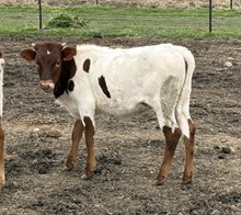 Banker X Sheriff Sarah