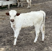 Banker x Dallas Sissie