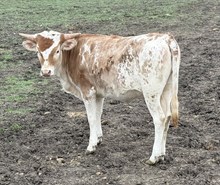 Golden Eagle X Joyous