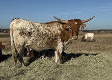 #48 Golden Eagle x Wheels