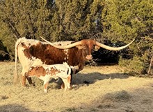 Banker X Cracklin Rose