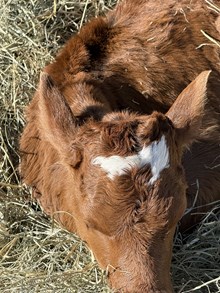 Banker X Fridays Rebel