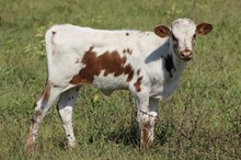 XC HEIDI X SCHWARBOMB 2025 HEIFER