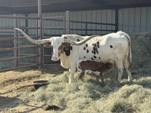 Golden Eagle x Rivers