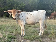 1 BUX  28 #0981 JJ X REBELLIOUS 