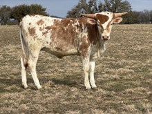 Golden Eagle X Joyous Catch