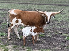 BIG BUX X #45 20G x RIO TRIO