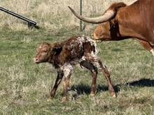 GOLDEN EAGLEX 20 ROSE