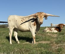 #110 BUX JJ X REBELLIOUS 