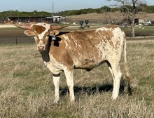 #83 Golden Eagle X Joyous Catch