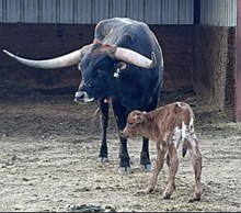 BIG BUX X BAYOU COWGIRL