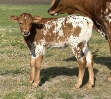 BUX ‘BOBBY’ GOLDEN EAGLE X 20 ROSE