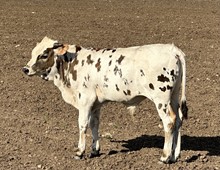 BUX APPALOOSA
