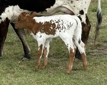 BIG BUX X #6420G X REBELLIOUS