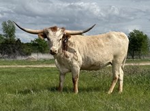 #111 TJ BUX X REBELLIOUS