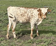 #137 BUX DRAG IRON X WHEELS