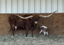 BUX GOLDEN EAGLE X SHY GIRL